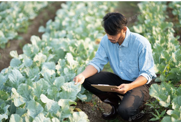 Ingeniería Agronómica Administrativa y su impacto en el desarrollo de Honduras 